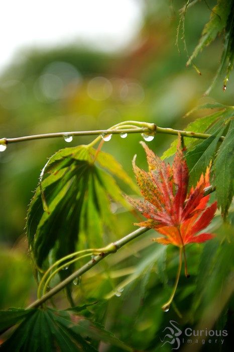 Up close macro of fall leaves in Evergreen Arboretum and Gardens, Everett, Washington. Crisp rain dewdrops on foliage. 